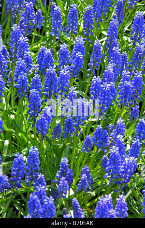 Giardini Keukenhof in Lisse Paesi Bassi jonquils Muscari armeniacum Foto Stock