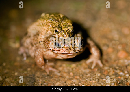 Il Suriname, Brownsweg, Brownsberg Parco Nazionale. Coppia di rospi coniugata. Foto Stock