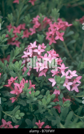 Daphne cneorum in fiore nel giardino di primavera. Foto Stock