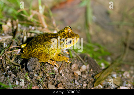 Il Suriname, Brownsweg, Brownsberg Parco Nazionale. Rana. Famiglia: Eleutherodactylus. Appena scoperto specie. Foto Stock