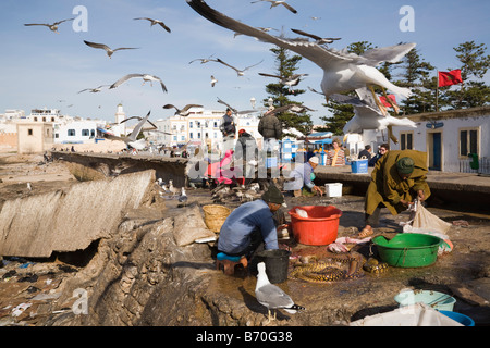 Essaouira Marocco pescatori eviscerazione fermo sul lungomare con i gabbiani flying overhead. Precedentemente noto come Mogador Foto Stock