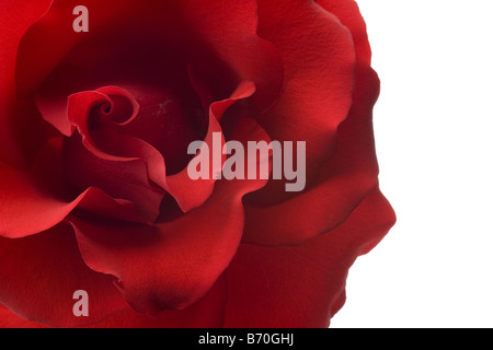 Red Rose closeup isolati su sfondo bianco Foto Stock