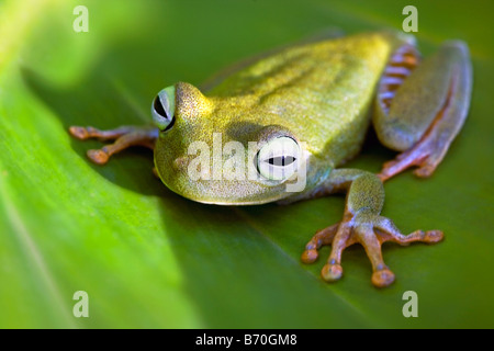 Il Suriname, Brownsweg, Brownsberg Parco Nazionale. Zampe arancione Raganella. Anche: Tigerleg Monkey Raganella. Foto Stock