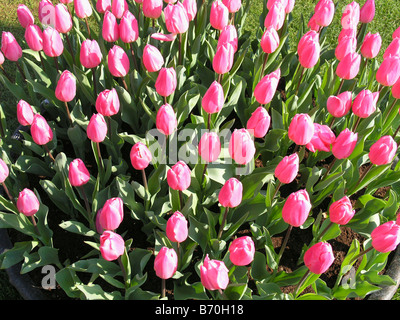 I tulipani in crescita in Keukenhof Lisse. Paesi Bassi Foto Stock