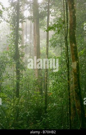 Il Suriname, Brownsweg, Brownsberg Parco Nazionale. Alberi nella nebbia. Foto Stock