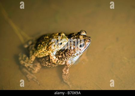 Il Suriname, Brownsweg, Brownsberg Parco Nazionale. Coppia di rospi coniugata. Foto Stock