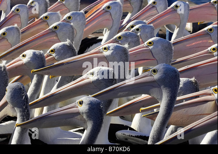 Pellicani australiano Pelecanus conspicillatus all'ingresso del Nuovo Galles del Sud Australia Foto Stock