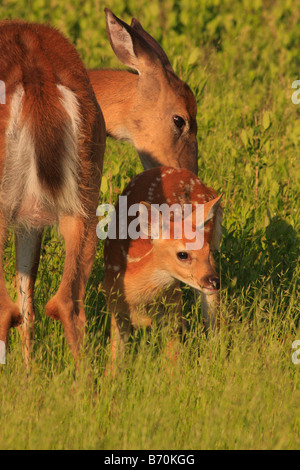 Pulizia Doe coda bianca cerbiatto nel Parco Nazionale di Shenandoah, Virginia, Stati Uniti d'America Foto Stock