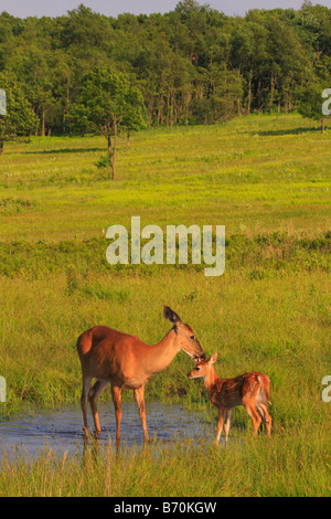 Pulizia Doe coda bianca cerbiatto nel Parco Nazionale di Shenandoah, Virginia, Stati Uniti d'America Foto Stock