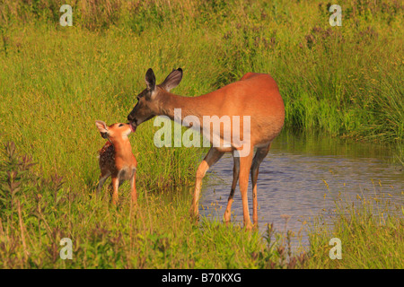 Pulizia Doe coda bianca cerbiatto nel Parco Nazionale di Shenandoah, Virginia, Stati Uniti d'America Foto Stock