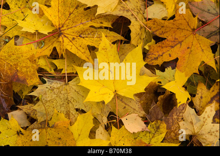 Foglie di autunno sul terreno in Scozia Foto Stock