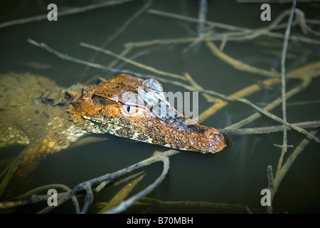 Il Suriname, Laduani, presso la banca di Boven Suriname fiume. Caimano nana. (Paleosuchus palpebrosus). Sonno o il riposo. Foto Stock