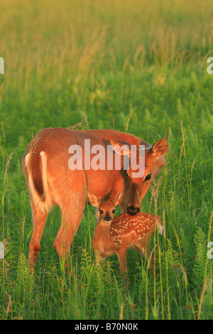 Pulizia Doe coda bianca cerbiatto nel Parco Nazionale di Shenandoah, Virginia, Stati Uniti d'America Foto Stock