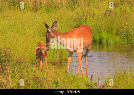 Pulizia Doe coda bianca cerbiatto nel Parco Nazionale di Shenandoah, Virginia, Stati Uniti d'America Foto Stock