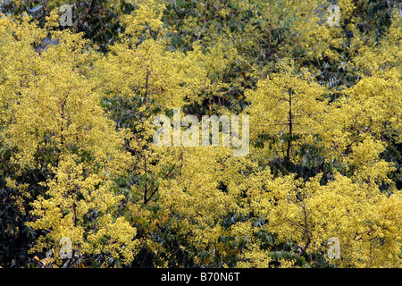 Fiori di Koelreuteria henryi Dummer Taiwan Foto Stock