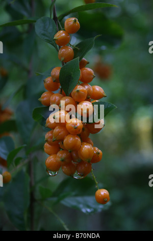 Raro outdoor tropicali ornamentali arbusto bacca di piccione o Skyflower con oro velenose bacche di colore in Kerala India Asia Foto Stock