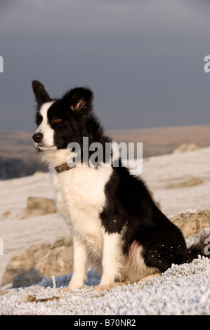 Border Collie Sheepdog prevista sulla coperta di neve la massa in attesa di comando Cumbria Foto Stock