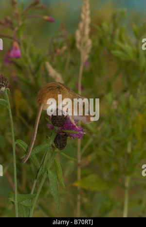 Harvest Mouse (micromys minutus) nella siepe. Foto Stock