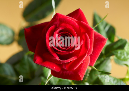 Ancora in vita di rosso impianto di Natale in cesto Rose. Interflora dono. Foto Stock