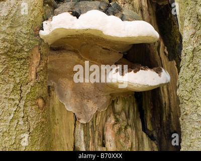 Large White funghi che crescono su un vecchio ceppo di albero Foto Stock