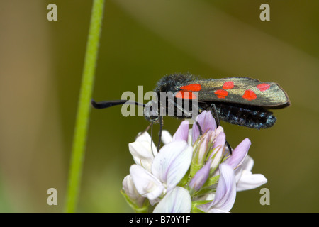 Sei spot Burnett falena Zygaena filipendulae sul pisello selvatico fiore Foto Stock