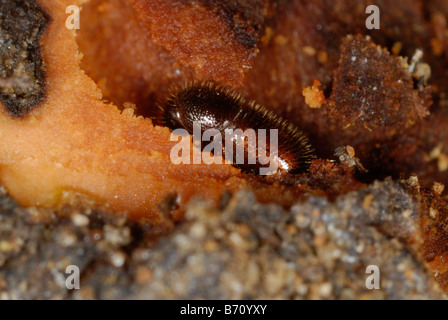 Il bostrico Xyleborus sp un legno noioso beetle in danneggiato albero ornamentale Foto Stock