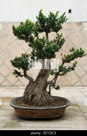 Cinese bonsai Banyan Tree in un contenitore poco profondo al buddista di Tempio di Kek Lok Si presso Air Itam, Penang, Malaysia Foto Stock