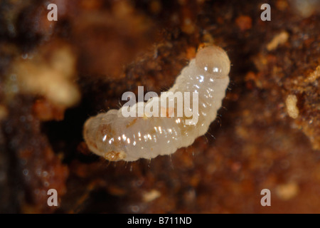 Il bostrico Xyleborus sp un legno noioso beetle larva in danneggiato albero ornamentale Foto Stock