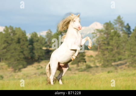 Americano bianco progetto cavallo stallone allevamento Foto Stock