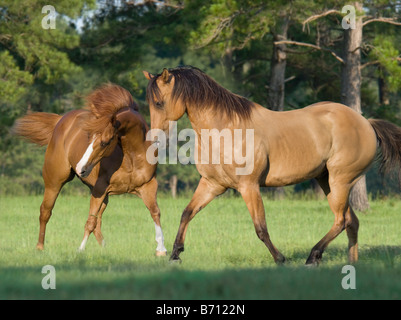 Due American Quarter Horses romp in campo aperto Foto Stock