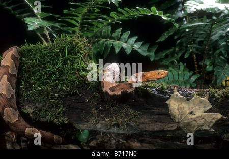 Copperhead settentrionale (Agkistrodon contortrix mokasen) Foto Stock