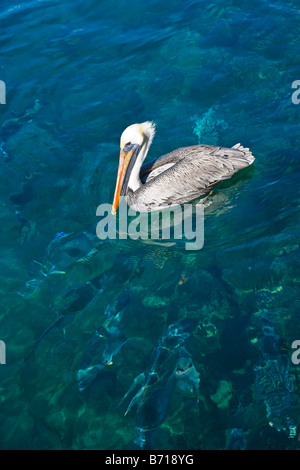 Palm Beach Shores , Marina , Marrone pellicano uccello , Pelecanus occidentalis , underwater wild tarpon pesce nuotare sotto di esso Foto Stock