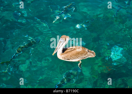 Palm Beach Shores , Marina , Marrone pellicano uccello , Pelecanus occidentalis , guarda a wild tarpon pesce nuotare sotto di esso Foto Stock