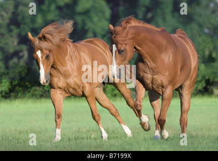 Quarter Horse castrazione Foto Stock