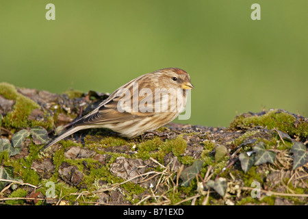 Redpoll comune Carduelis flammea Foto Stock