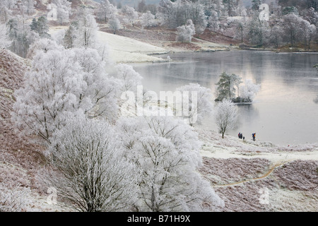 Hoare brina sulla vegetazione e congelate Tarn Hows nel Lake District Cumbria Regno Unito Foto Stock