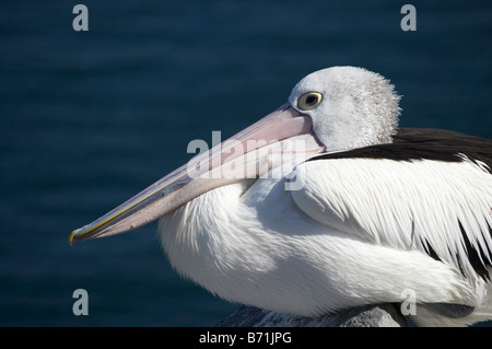 Australian Pelican Pelecanus conspicillatus Fabbri Swansea Canale Nuovo Galles del Sud Australia Foto Stock