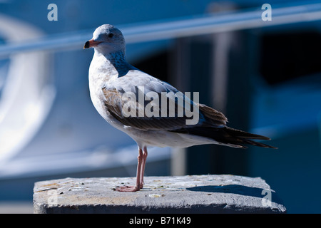 Sailfish Marina ridendo gull , Larus Articilla , seagull con gambe rosa , rosa e nero grigio bill & il piumaggio bruno arroccato su di ormeggio barche Foto Stock