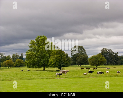 Il pascolo di bestiame nel campo vicino a Shrewsbury, Worcestershire Foto Stock