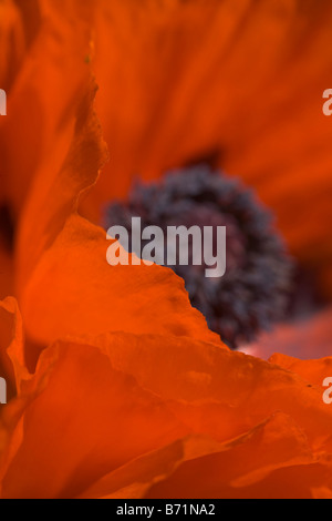 Immagine astratta del papavero petali di un papavero rosso. Foto Stock