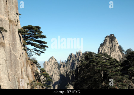 Pine tree crescono fuori della montagna di granito, Huangshan, giallo Zona di montagna, Cina. Foto Stock