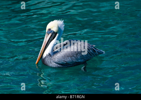 Sailfish Marina , un marrone pelican , Pelecanus occidentalis , nuotare nel mare guardando underwater wild tarpon pesce al di sotto di esso Foto Stock