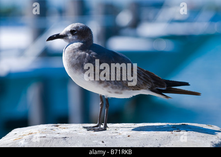 Sailfish Marina ridendo gabbiano, Larus Articilla , seagull nero con zampe e coda & Bill & il piumaggio bruno appollaiato sul polo di ormeggio Foto Stock