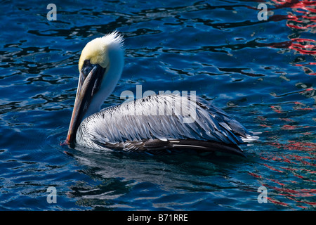 Marina , un marrone pelican , Pelecanus occidentalis , nuotare nel mare guardando wild tarpon pesce al di sotto di esse Foto Stock