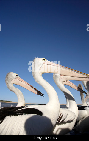 Pellicani australiano Pelecanus conspicillatus all'ingresso del Nuovo Galles del Sud Australia Foto Stock