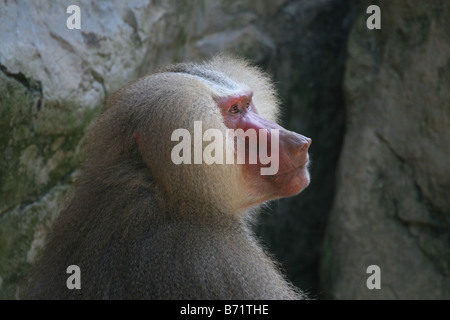 Hamadryas Baboon Papio hamadryas Foto Stock