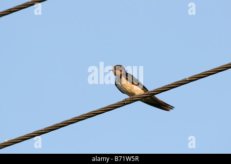 I capretti fienile comune Rondine (Hirundo rustica) in Colombo, Sri Lanka Foto Stock