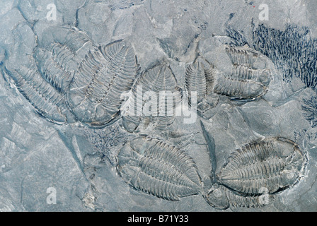 Fossili trilobata Foto Stock