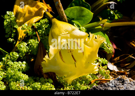 Palm Beach Shores close up macro Golden Chalice Vine, Solandra Maxima, Solanaceae, Hawaiian Lily, Cup of Gold, fiore giallo fiore Foto Stock