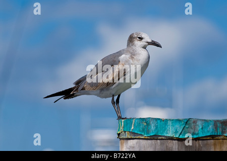 Sailfish Marina ridendo gabbiano, Larus Articilla , seagull nero con zampe e coda & Bill & il piumaggio bruno appollaiato sul polo di ormeggio Foto Stock